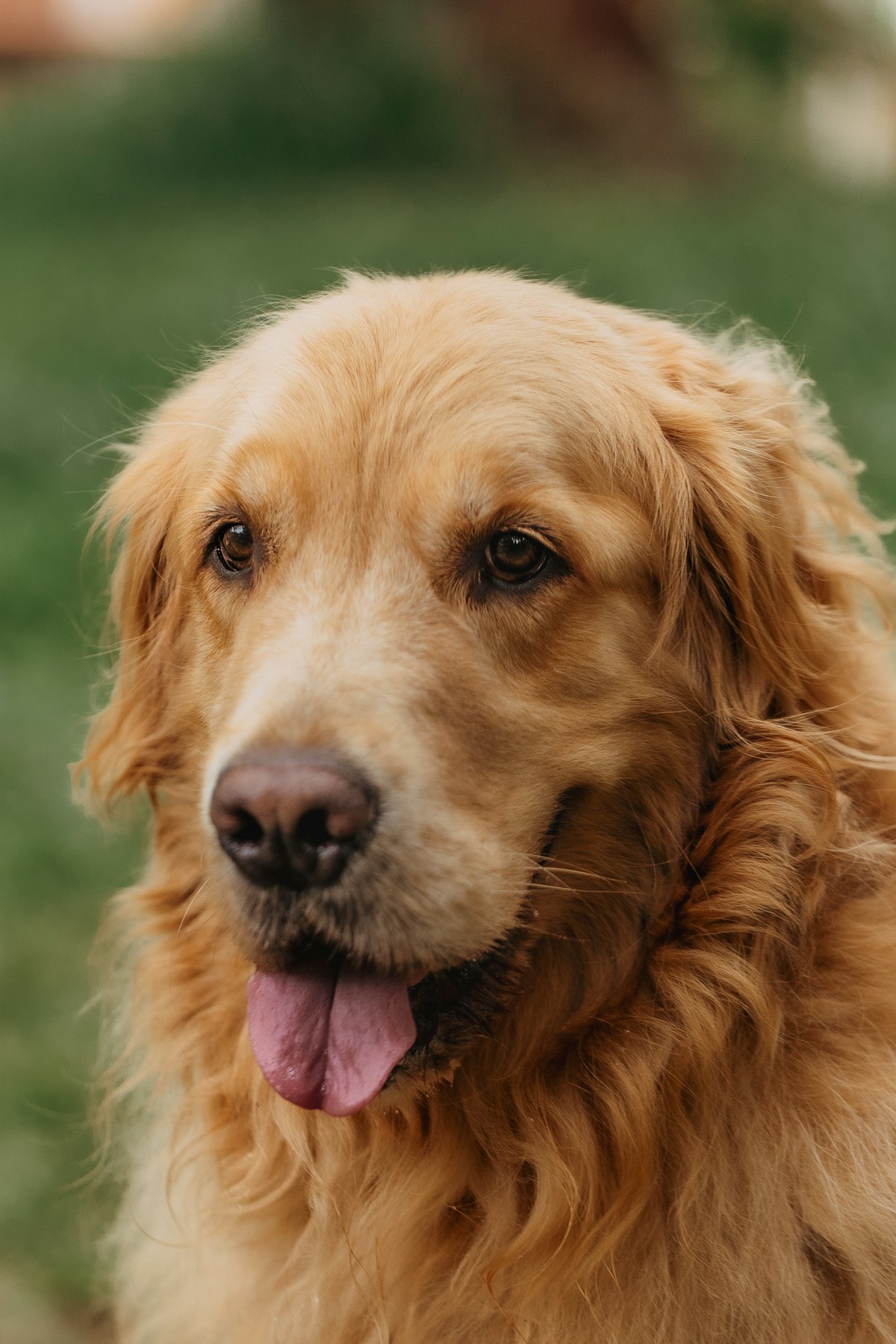 Golden retriever ao ar livre, em fotografia ilustrativa